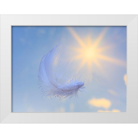 Washington State-Seabeck Close-up of falling feather White Modern Wood Framed Art Print by Jaynes Gallery