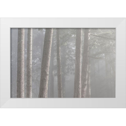 Washington State-Seabeck Forest fog in Scenic Beach State Park White Modern Wood Framed Art Print by Jaynes Gallery