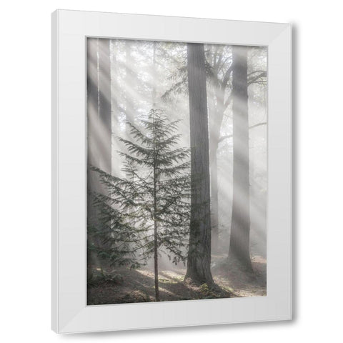 Washington State-Seabeck God rays and fog in forest White Modern Wood Framed Art Print by Jaynes Gallery