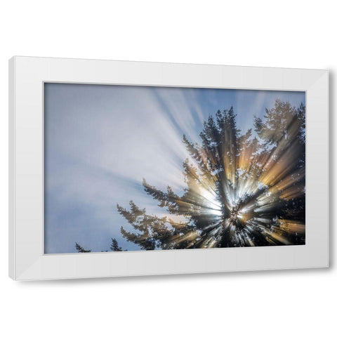 Washington State-Seabeck Morning sunburst in tree White Modern Wood Framed Art Print by Jaynes Gallery