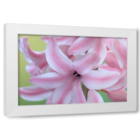 Washington State-Seabeck Detail of hyacinth blossoms White Modern Wood Framed Art Print by Jaynes Gallery