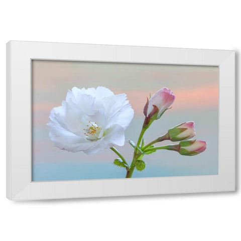 Washington State-Seabeck Flowering cherry blossom and buds White Modern Wood Framed Art Print by Jaynes Gallery