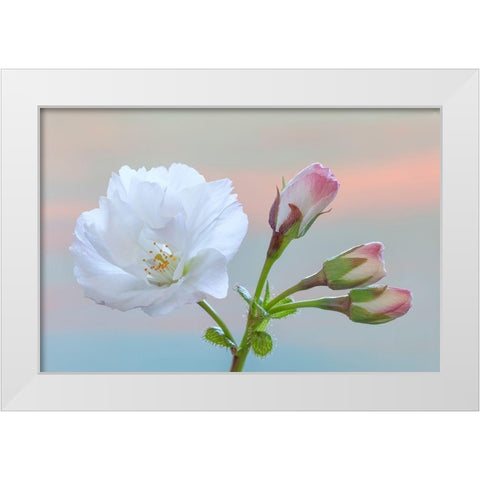 Washington State-Seabeck Flowering cherry blossom and buds White Modern Wood Framed Art Print by Jaynes Gallery