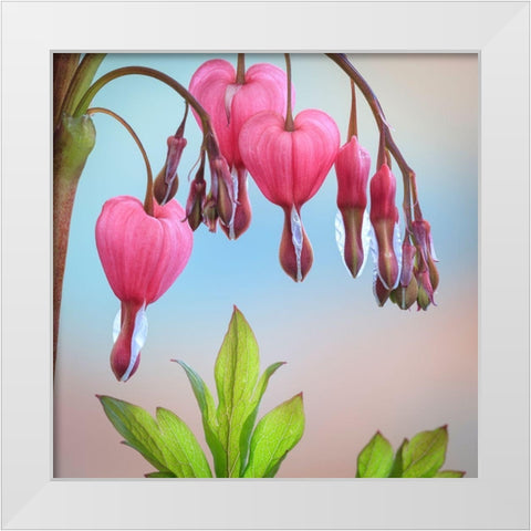 Washington State-Seabeck Bleeding heart blossoms close-up White Modern Wood Framed Art Print by Jaynes Gallery