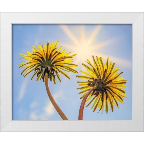 Washington State-Seabeck Dandelion blossoms and sunburst White Modern Wood Framed Art Print by Jaynes Gallery