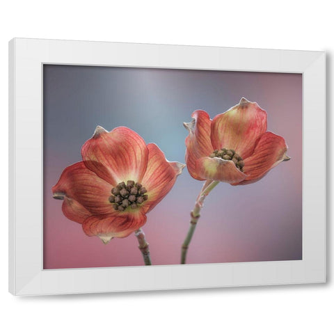 Washington State-Seabeck Close-up of dogwood blossoms White Modern Wood Framed Art Print by Jaynes Gallery