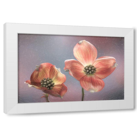 Washington State-Seabeck Close-up of dogwood blossoms White Modern Wood Framed Art Print by Jaynes Gallery