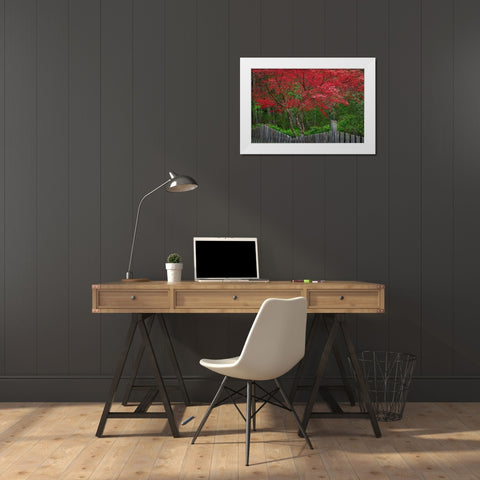 Washington State-Seabeck Blooming Japanese maple tree and fence White Modern Wood Framed Art Print by Jaynes Gallery
