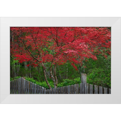 Washington State-Seabeck Blooming Japanese maple tree and fence White Modern Wood Framed Art Print by Jaynes Gallery