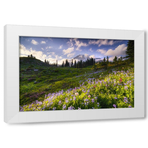 USA-Washington-Mt-Rainier National Park-Mountain meadow with wildflowers White Modern Wood Framed Art Print by Jaynes Gallery