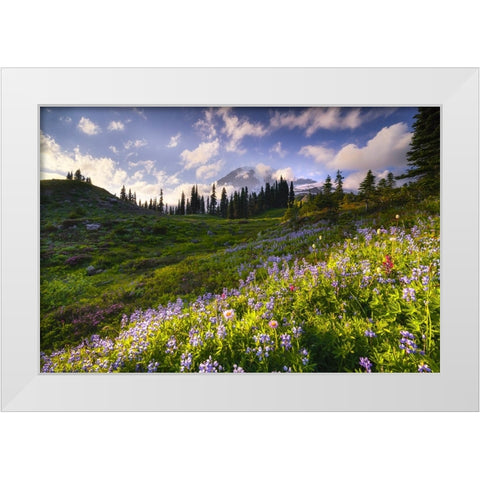 USA-Washington-Mt-Rainier National Park-Mountain meadow with wildflowers White Modern Wood Framed Art Print by Jaynes Gallery
