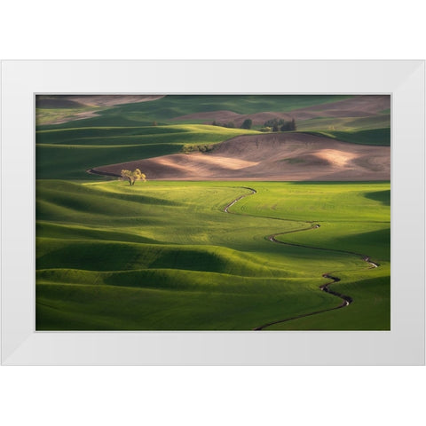 USA-Washington-Palouse-Rolling spring wheat fields White Modern Wood Framed Art Print by Jaynes Gallery