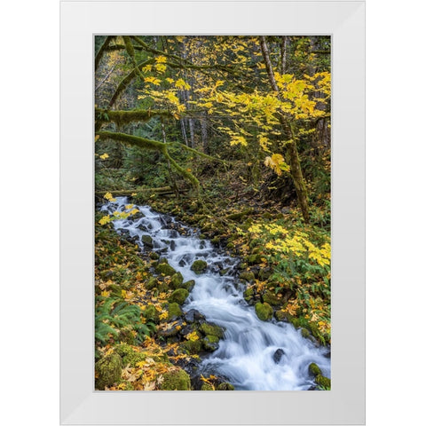 USA-Washington State-Olympic National Park Creek rapids and forest in autumn White Modern Wood Framed Art Print by Jaynes Gallery