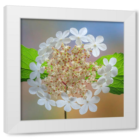 USA-Washington State-Silverdale Highbush cranberry viburnum flowers close-up White Modern Wood Framed Art Print by Jaynes Gallery