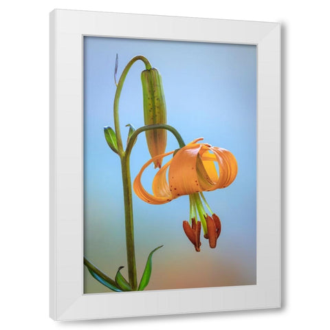 USA-Washington-Dewatto Tiger lily flower close-up White Modern Wood Framed Art Print by Jaynes Gallery