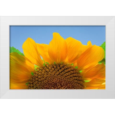 USA-Washington State-Seabeck Sunflower blossom close-up White Modern Wood Framed Art Print by Jaynes Gallery