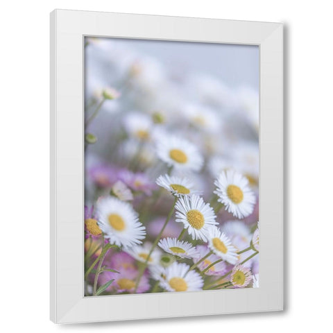 USA-Washington State-Seabeck Santa Barbara daisies White Modern Wood Framed Art Print by Jaynes Gallery