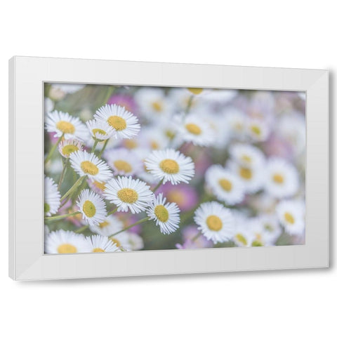 USA-Washington State-Seabeck Santa Barbara daisies White Modern Wood Framed Art Print by Jaynes Gallery