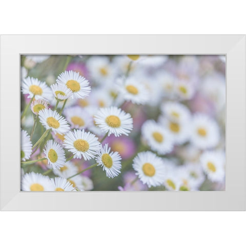 USA-Washington State-Seabeck Santa Barbara daisies White Modern Wood Framed Art Print by Jaynes Gallery