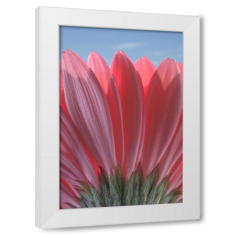 USA-Washington State-Seabeck Underside close-up of a gerbera daisy White Modern Wood Framed Art Print by Jaynes Gallery