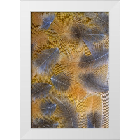 USA-Washington State-Seabeck Pattern of downy feathers White Modern Wood Framed Art Print by Jaynes Gallery