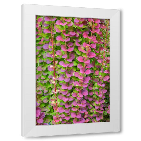 USA-Washington State-Seabeck Barberry bush foliage White Modern Wood Framed Art Print by Jaynes Gallery