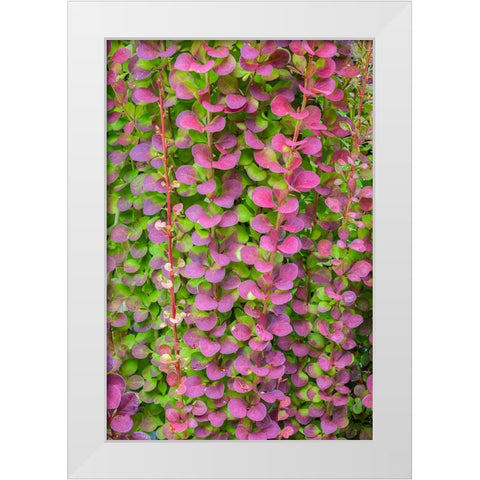 USA-Washington State-Seabeck Barberry bush foliage White Modern Wood Framed Art Print by Jaynes Gallery