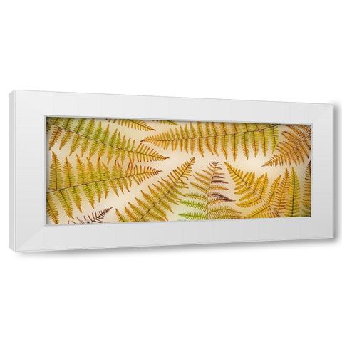 USA-Washington State-Seabeck Panoramic of bracken fern pattern White Modern Wood Framed Art Print by Jaynes Gallery