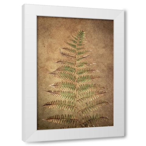 USA-Washington State-Seabeck Close-up of bracken fern pattern White Modern Wood Framed Art Print by Jaynes Gallery