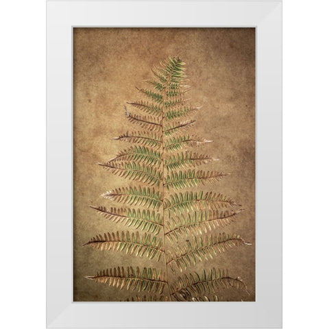 USA-Washington State-Seabeck Close-up of bracken fern pattern White Modern Wood Framed Art Print by Jaynes Gallery