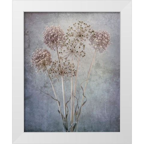 USA-Washington State-Seabeck Allium seed heads close-up White Modern Wood Framed Art Print by Jaynes Gallery