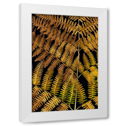 USA-Washington State-Seabeck Close-up of bracken fern pattern White Modern Wood Framed Art Print by Jaynes Gallery