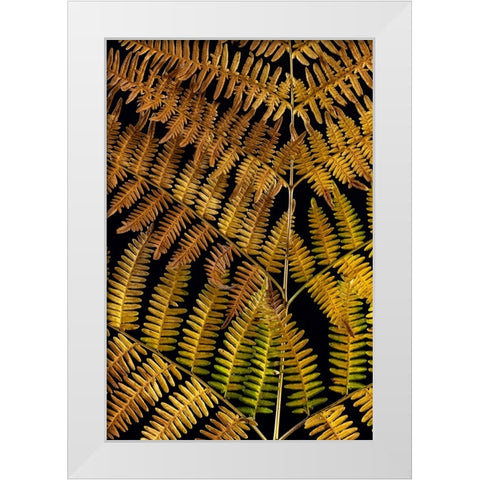 USA-Washington State-Seabeck Close-up of bracken fern pattern White Modern Wood Framed Art Print by Jaynes Gallery