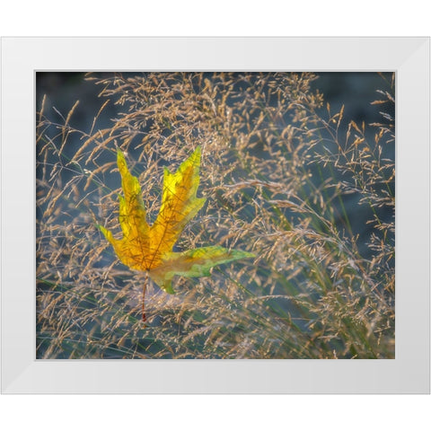 USA-Washington State-Seabeck Autumn bigleaf maple leaf caught in grasses White Modern Wood Framed Art Print by Jaynes Gallery
