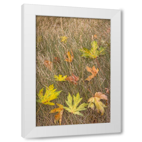 USA-Washington State-Seabeck Autumn bigleaf maple leaves caught in grasses White Modern Wood Framed Art Print by Jaynes Gallery