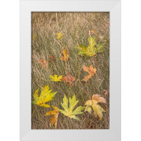 USA-Washington State-Seabeck Autumn bigleaf maple leaves caught in grasses White Modern Wood Framed Art Print by Jaynes Gallery