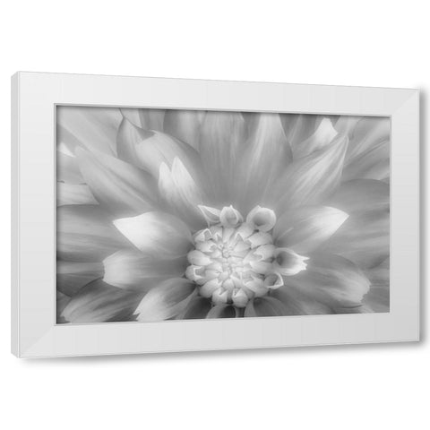 USA-Washington State-Seabeck Dahlia close-up in black and white White Modern Wood Framed Art Print by Jaynes Gallery