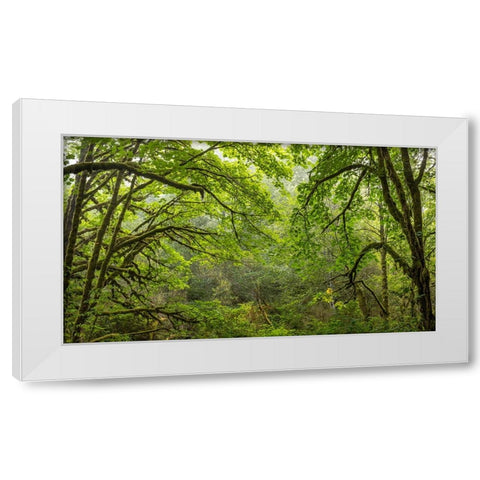 USA-Washington State-Seabeck Bigleaf maple trees in Anderson Landing County Park White Modern Wood Framed Art Print by Jaynes Gallery