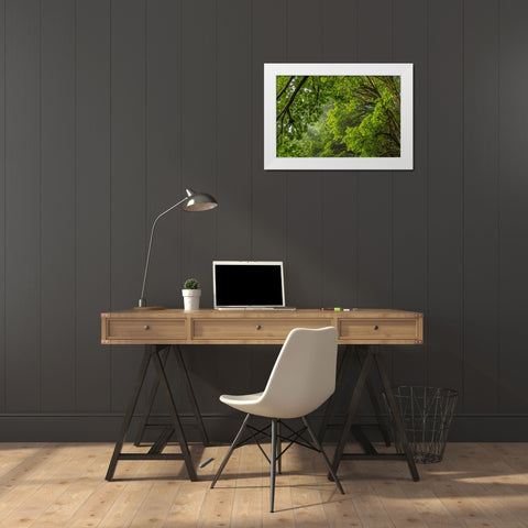 USA-Washington State-Seabeck Bigleaf maple trees in Anderson Landing County Park White Modern Wood Framed Art Print by Jaynes Gallery