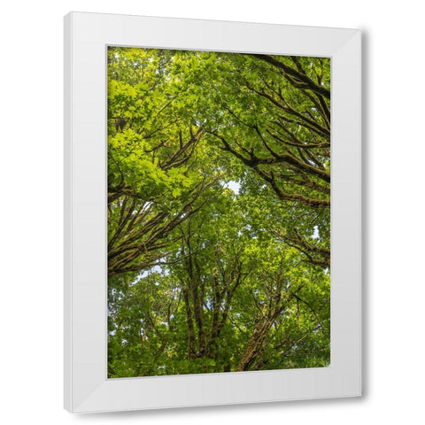 USA-Washington State-Seabeck Bigleaf maple trees in Anderson Landing County Park White Modern Wood Framed Art Print by Jaynes Gallery
