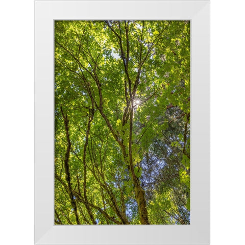 USA-Washington State-Seabeck Bigleaf maple trees in Anderson Landing County Park White Modern Wood Framed Art Print by Jaynes Gallery