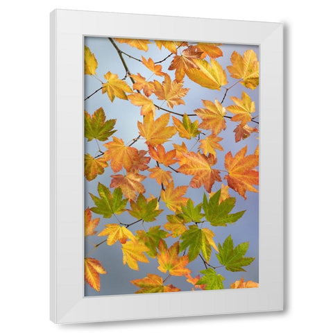 USA-Washington State-Seabeck Vine maple branch in autumn White Modern Wood Framed Art Print by Jaynes Gallery