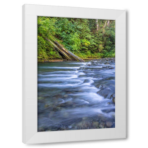 USA-Washington State-Olympic National Forest Rapids on Duckabush River White Modern Wood Framed Art Print by Jaynes Gallery