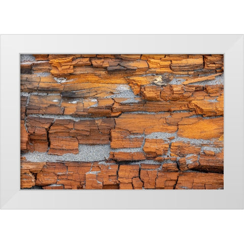USA-Washington State-Fort Flagler State Park Crumbling driftwood close-up White Modern Wood Framed Art Print by Jaynes Gallery
