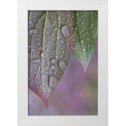 USA-Washington State-Seabeck Raindrops on peony leaves White Modern Wood Framed Art Print by Jaynes Gallery