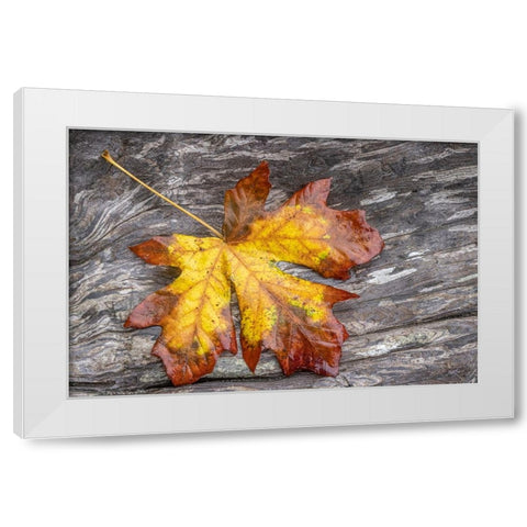USA-Washington State-Seabeck Bigleaf maple leaf on driftwood White Modern Wood Framed Art Print by Jaynes Gallery