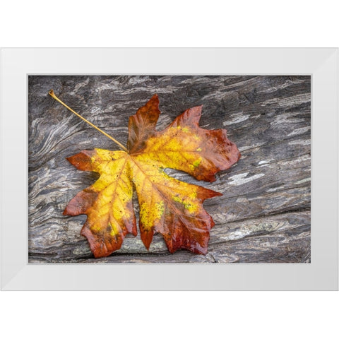USA-Washington State-Seabeck Bigleaf maple leaf on driftwood White Modern Wood Framed Art Print by Jaynes Gallery