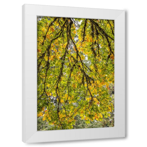 USA-Washington State-Seabeck Looking up at bigleaf maple branches White Modern Wood Framed Art Print by Jaynes Gallery