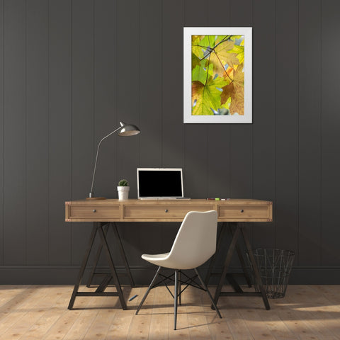 USA-Washington State-Seabeck Bigleaf maple leaves close-up in autumn White Modern Wood Framed Art Print by Jaynes Gallery