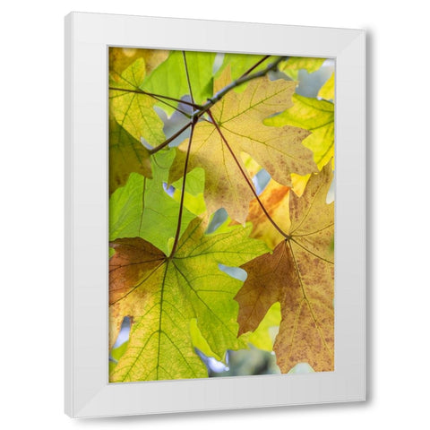 USA-Washington State-Seabeck Bigleaf maple leaves close-up in autumn White Modern Wood Framed Art Print by Jaynes Gallery